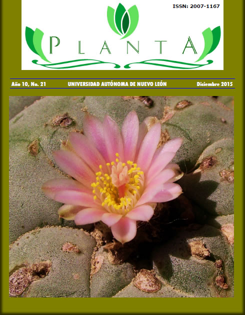 Planta 21