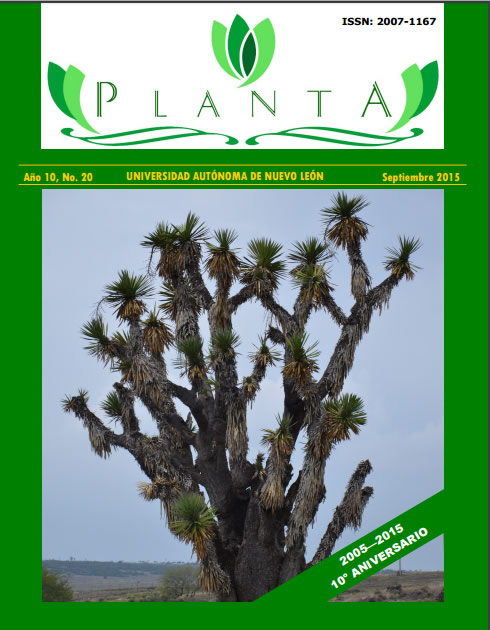 Planta Número 20